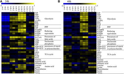 Metabolic Analysis of Schizochytrium Mutants With High DHA Content Achieved With ARTP Mutagenesis Combined With Iodoacetic Acid and Dehydroepiandrosterone Screening